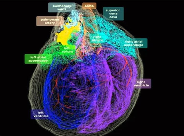 दिल के अंदर भी होता है दिमाग...वैज्ञानिकों ने बनाया 3डी नक्शा