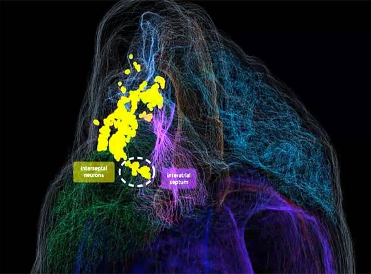 दिल के अंदर भी होता है दिमाग...वैज्ञानिकों ने बनाया 3डी नक्शा