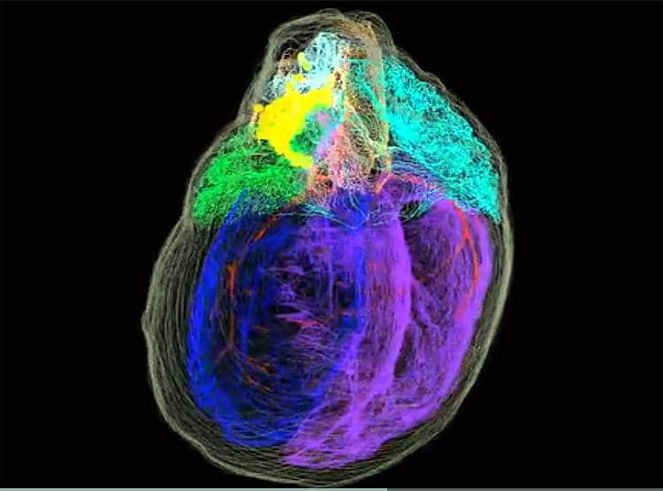 दिल के अंदर भी होता है दिमाग...वैज्ञानिकों ने बनाया 3डी नक्शा