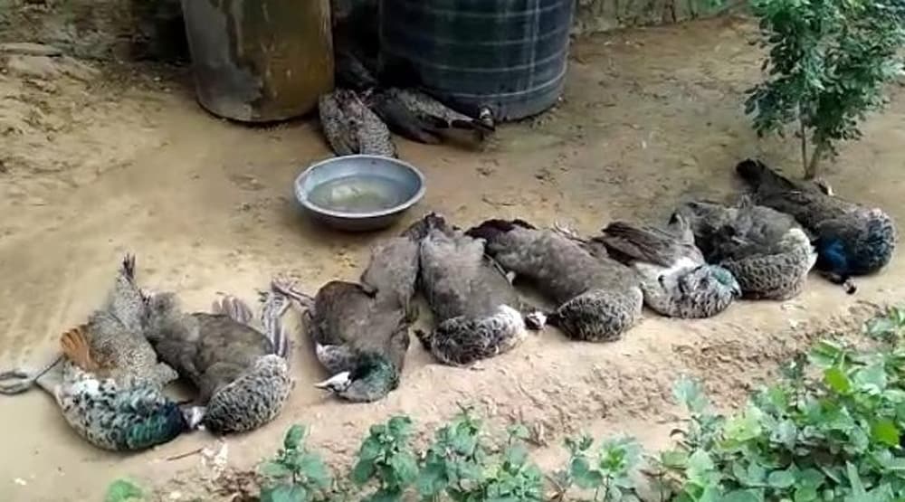 शिकारियों ने चारे में जहर मिलाकर 8 मोरों को मारा, ग्रामीणों ने की धुनाई