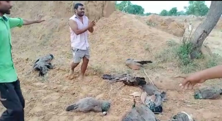 शिकारियों ने चारे में जहर मिलाकर 8 मोरों को मारा, ग्रामीणों ने की धुनाई