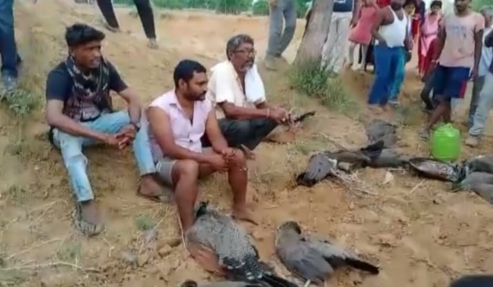 शिकारियों ने चारे में जहर मिलाकर 8 मोरों को मारा, ग्रामीणों ने की धुनाई
