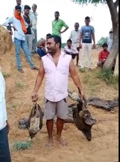 शिकारियों ने चारे में जहर मिलाकर 8 मोरों को मारा, ग्रामीणों ने की धुनाई