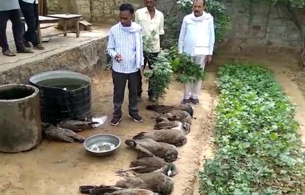 शिकारियों ने चारे में जहर मिलाकर 8 मोरों को मारा, ग्रामीणों ने की धुनाई