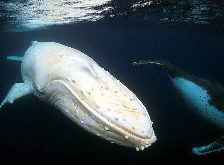29 साल बाद ऑस्ट्रेलिया के समुद्र में दिखी दुर्लभ सफेद व्हेल
