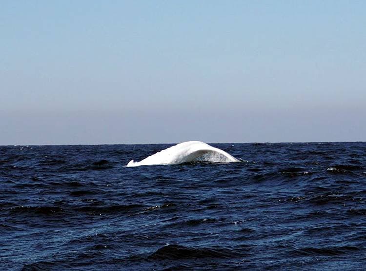 29 साल बाद ऑस्ट्रेलिया के समुद्र में दिखी दुर्लभ सफेद व्हेल