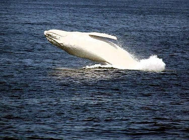 29 साल बाद ऑस्ट्रेलिया के समुद्र में दिखी दुर्लभ सफेद व्हेल