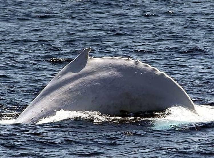 29 साल बाद ऑस्ट्रेलिया के समुद्र में दिखी दुर्लभ सफेद व्हेल