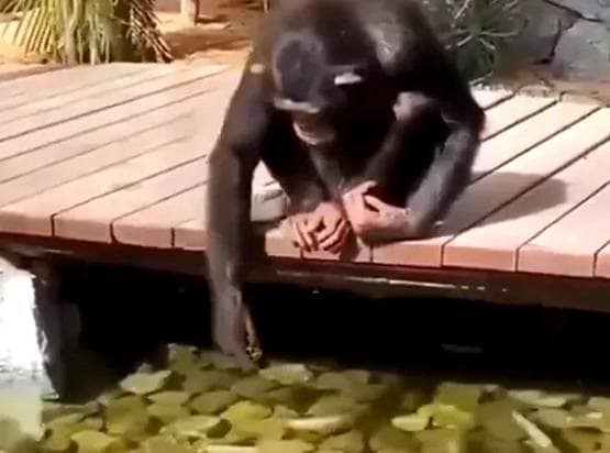 वाटर पार्क में मछलियों को दाना खिलाते दिखा बंदर, वीडियो वायरल