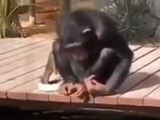 वाटर पार्क में मछलियों को दाना खिलाते दिखा बंदर, वीडियो वायरल