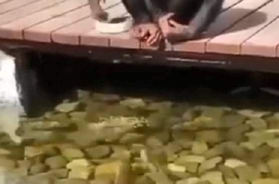 वाटर पार्क में मछलियों को दाना खिलाते दिखा बंदर, वीडियो वायरल