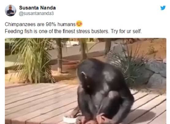 वाटर पार्क में मछलियों को दाना खिलाते दिखा बंदर, वीडियो वायरल