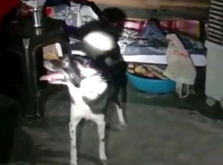 पति-पत्नी की हत्या, पालतू कुत्ता रिलेटिव के घर जाकर भौंका तो चला पता