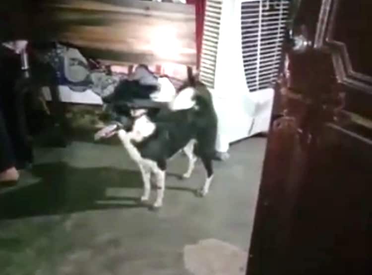 पति-पत्नी की हत्या, पालतू कुत्ता रिलेटिव के घर जाकर भौंका तो चला पता