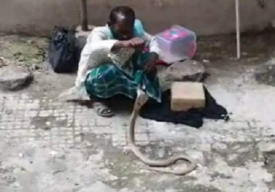 नाग-नागिन के जोड़े से परेशान था पूरा परिवार, सपेरे ने दी बूटी फिर...