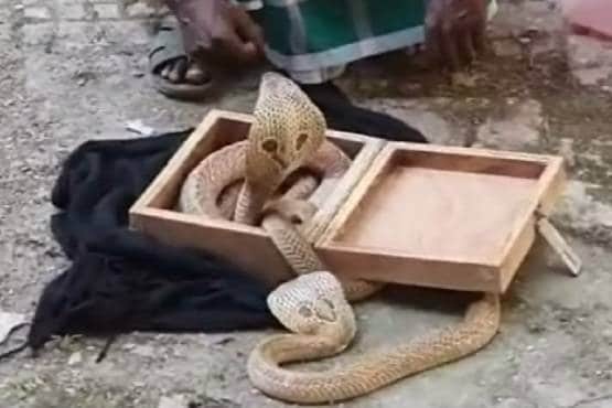 नाग-नागिन के जोड़े से परेशान था पूरा परिवार, सपेरे ने दी बूटी फिर...