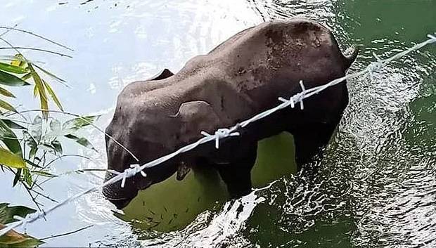 गर्भवती हथिनी को खिलाया पटाखे वाला अनानास, पानी में खड़े-खड़े हुई मौत