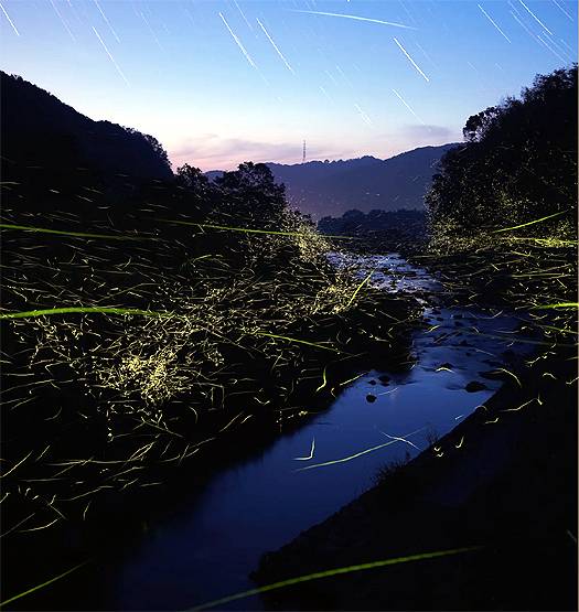 2 महीनों में ये देश बन जाता है जुगनुओं का द्वीप, देखिए खूबसूरत तस्वीरें