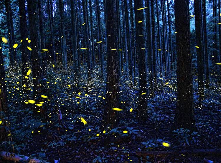 2 महीनों में ये देश बन जाता है जुगनुओं का द्वीप, देखिए खूबसूरत तस्वीरें