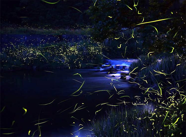 2 महीनों में ये देश बन जाता है जुगनुओं का द्वीप, देखिए खूबसूरत तस्वीरें