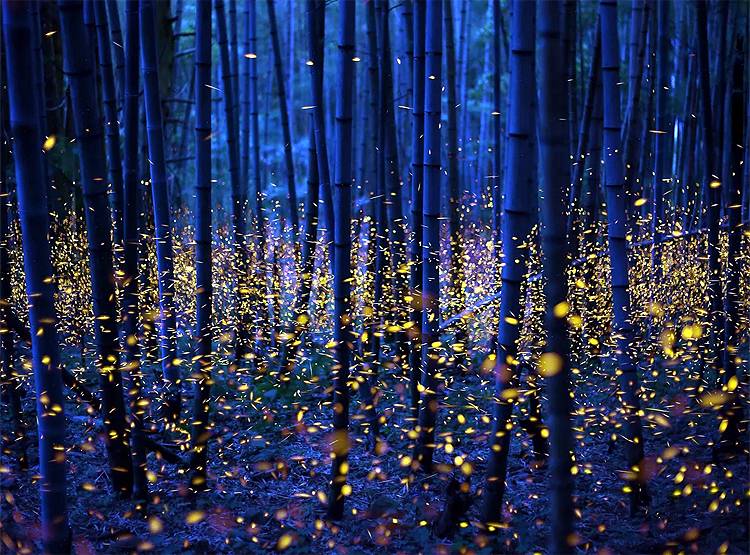 2 महीनों में ये देश बन जाता है जुगनुओं का द्वीप, देखिए खूबसूरत तस्वीरें