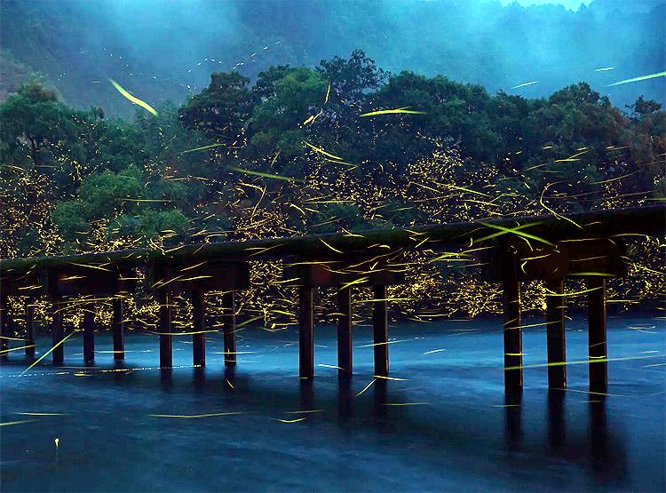 2 महीनों में ये देश बन जाता है जुगनुओं का द्वीप, देखिए खूबसूरत तस्वीरें