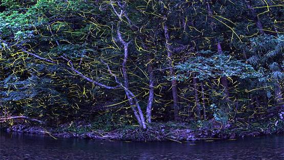 2 महीनों में ये देश बन जाता है जुगनुओं का द्वीप, देखिए खूबसूरत तस्वीरें