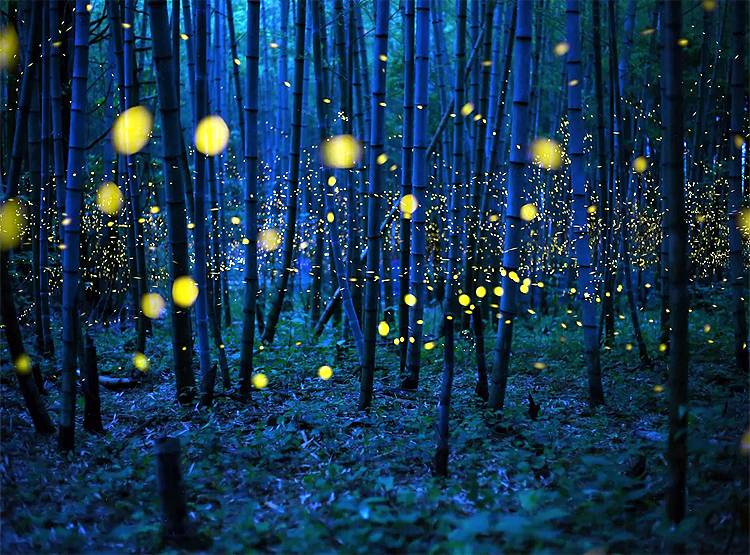 2 महीनों में ये देश बन जाता है जुगनुओं का द्वीप, देखिए खूबसूरत तस्वीरें