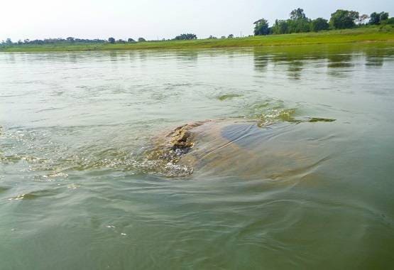 नदी में उभरे 500 साल पुराने मंदिर की क्या है कहानी, देखने उमड़े लोग