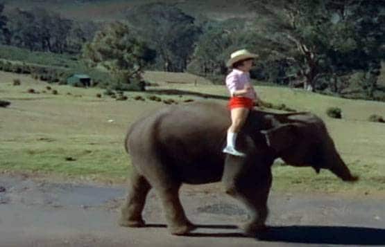 जब फिल्मी पर्दे पर छाए बेजुबान जानवर, फैंस को खूब पसंद आई इनकी कलाकारी