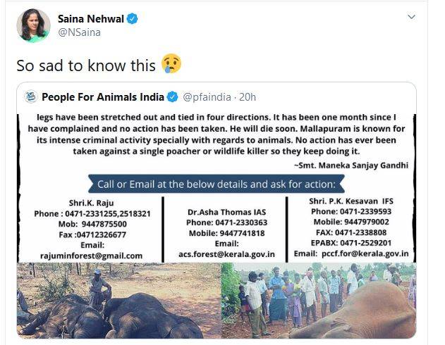 गर्भवती हथिनी को खिलाया था पटाखों से भरा अनानास, रोहित का गुस्सा फूटा