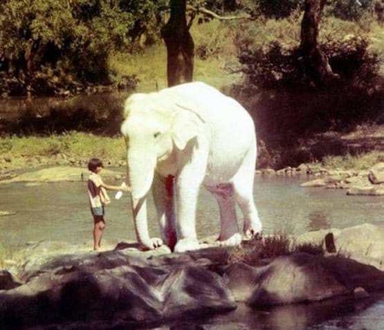 हाथी मेरे साथी से लेकर जंगली तक, सिल्वर स्क्रीन पर दिखी इंसान की हाथी से दोस्ती