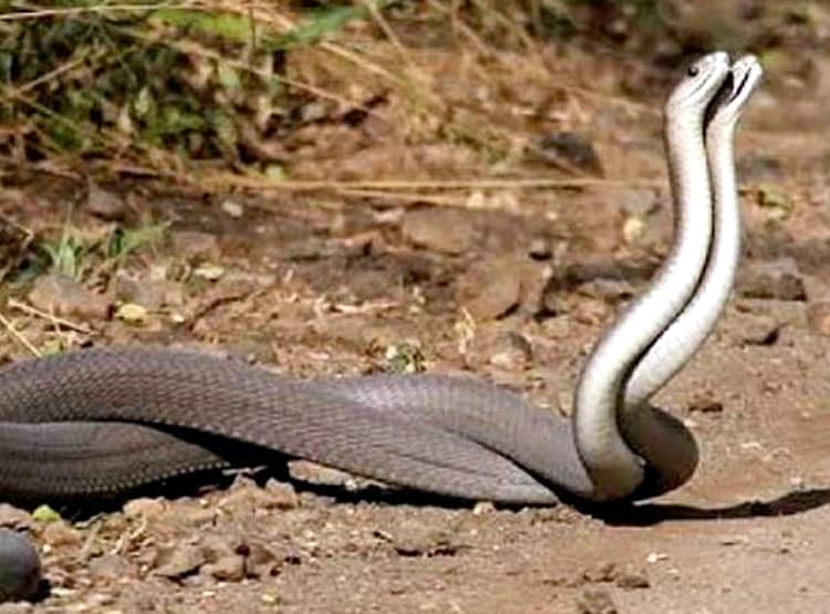 खेत में था नाग-नागिन का जोड़ा, देखने के लिए दो गांवों में खूनी संघर्ष