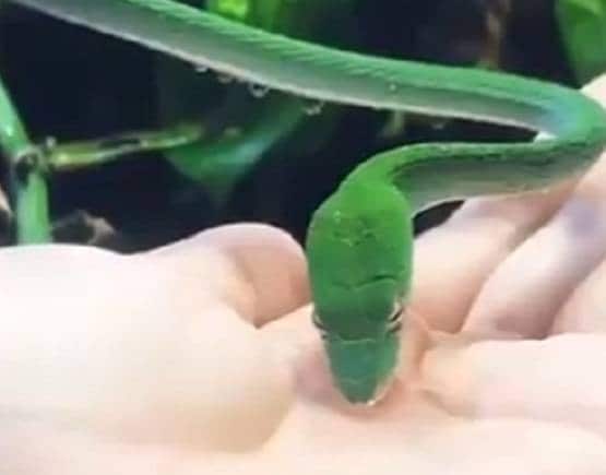 हथेली पर रखा पानी पी रहा था सांप, रंग देख हैरान लोग बोले- बहुत क्यूट