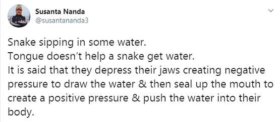 हथेली पर रखा पानी पी रहा था सांप, रंग देख हैरान लोग बोले- बहुत क्यूट