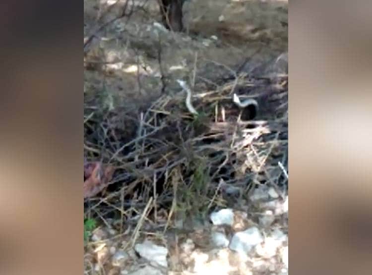 लहराते नजर आए नाग-नागिन, कैमरे में कैद हुआ सांपों का प्रेम