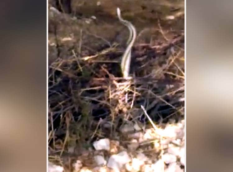 लहराते नजर आए नाग-नागिन, कैमरे में कैद हुआ सांपों का प्रेम