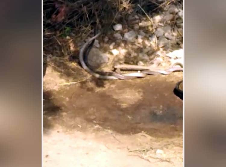 लहराते नजर आए नाग-नागिन, कैमरे में कैद हुआ सांपों का प्रेम