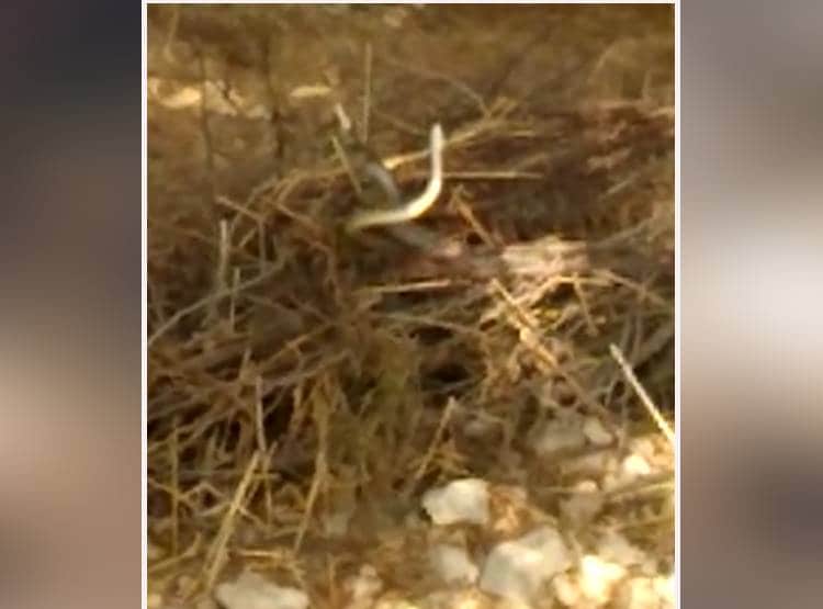 लहराते नजर आए नाग-नागिन, कैमरे में कैद हुआ सांपों का प्रेम