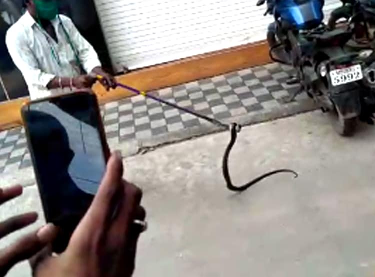 सीट के नीचे घुसा था कोबरा सांप, 20 किमी तक चलाते रहे बाइक, फिर...