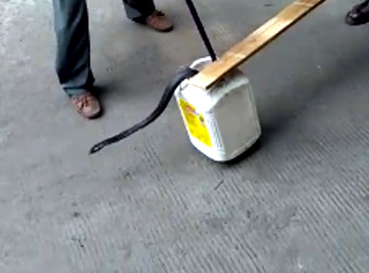 सीट के नीचे घुसा था कोबरा सांप, 20 किमी तक चलाते रहे बाइक, फिर...