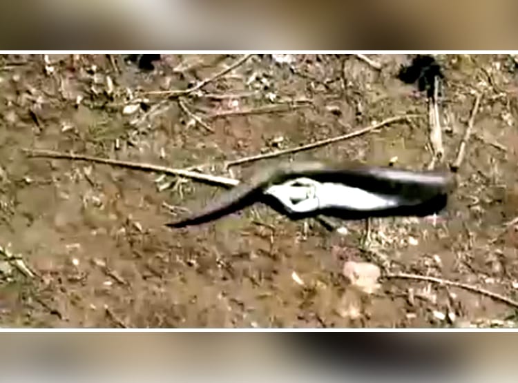 सैंड बोआ सांप ने निगला डेढ़ फीट का गिरगिट, कैमरे में हुआ कैद