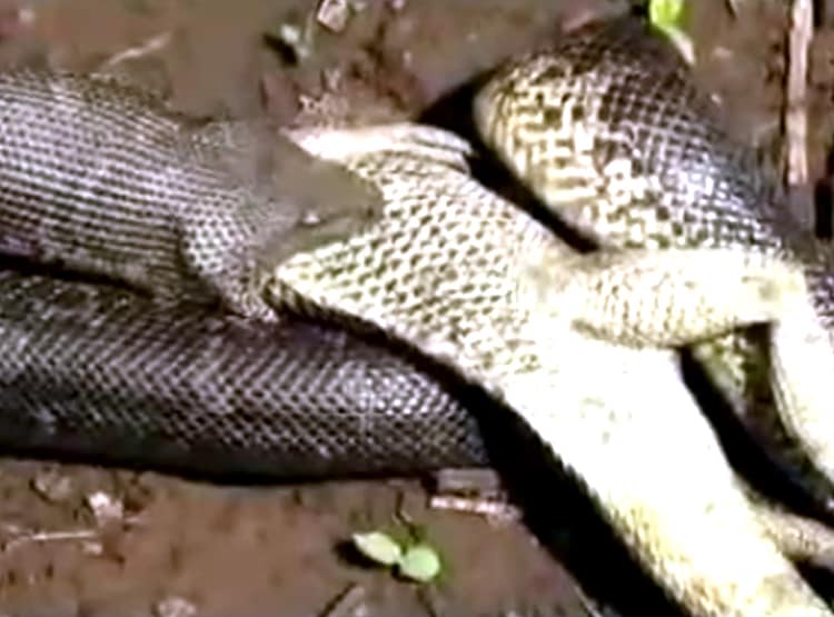 सैंड बोआ सांप ने निगला डेढ़ फीट का गिरगिट, कैमरे में हुआ कैद