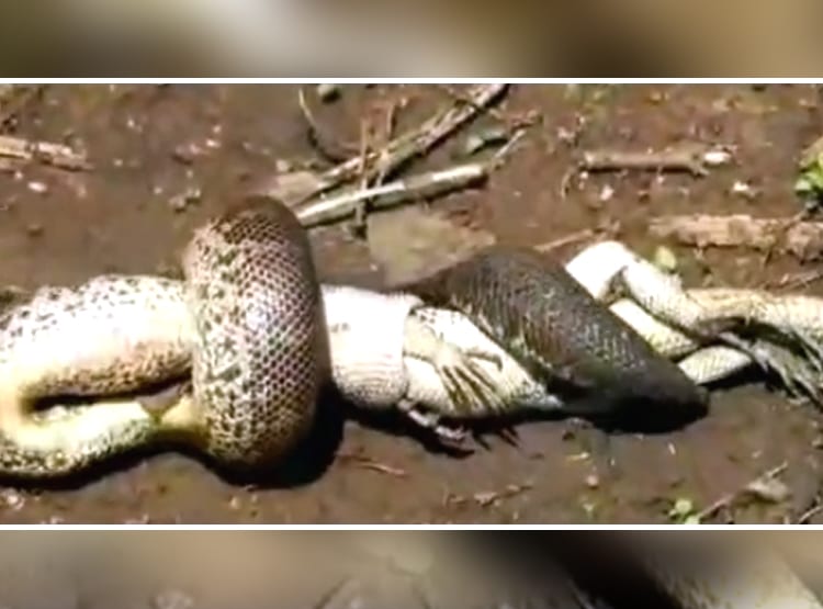सैंड बोआ सांप ने निगला डेढ़ फीट का गिरगिट, कैमरे में हुआ कैद