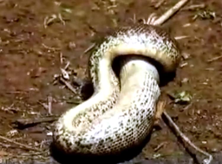 सैंड बोआ सांप ने निगला डेढ़ फीट का गिरगिट, कैमरे में हुआ कैद