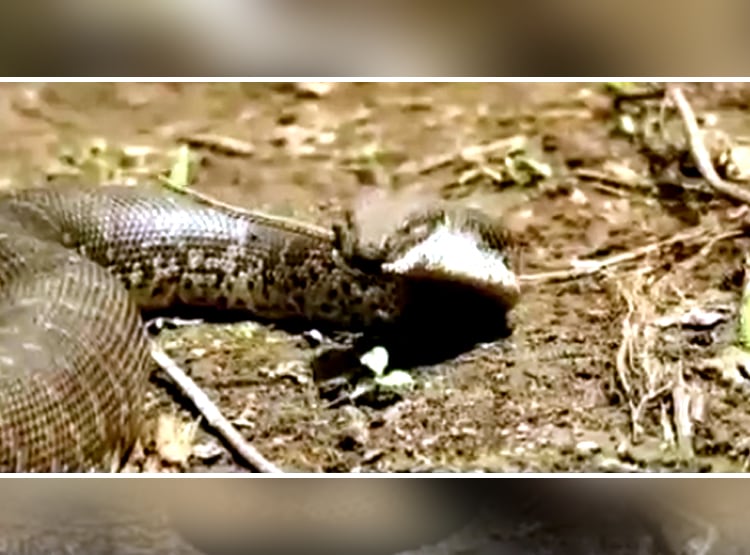 सैंड बोआ सांप ने निगला डेढ़ फीट का गिरगिट, कैमरे में हुआ कैद