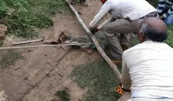 घर में घुसा 5 फीट लंबा मगरमच्छ, रातभर अटकी रही लोगों की सांस