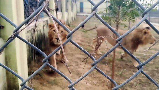 मीटकेक काटकर मनाया भरत, रूपा और सोना का पहला बर्थडे