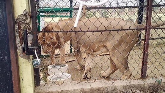 मीटकेक काटकर मनाया भरत, रूपा और सोना का पहला बर्थडे