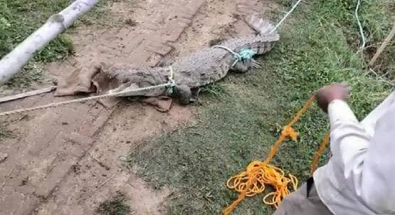 घर में घुसा 5 फीट लंबा मगरमच्छ, रातभर अटकी रही लोगों की सांस